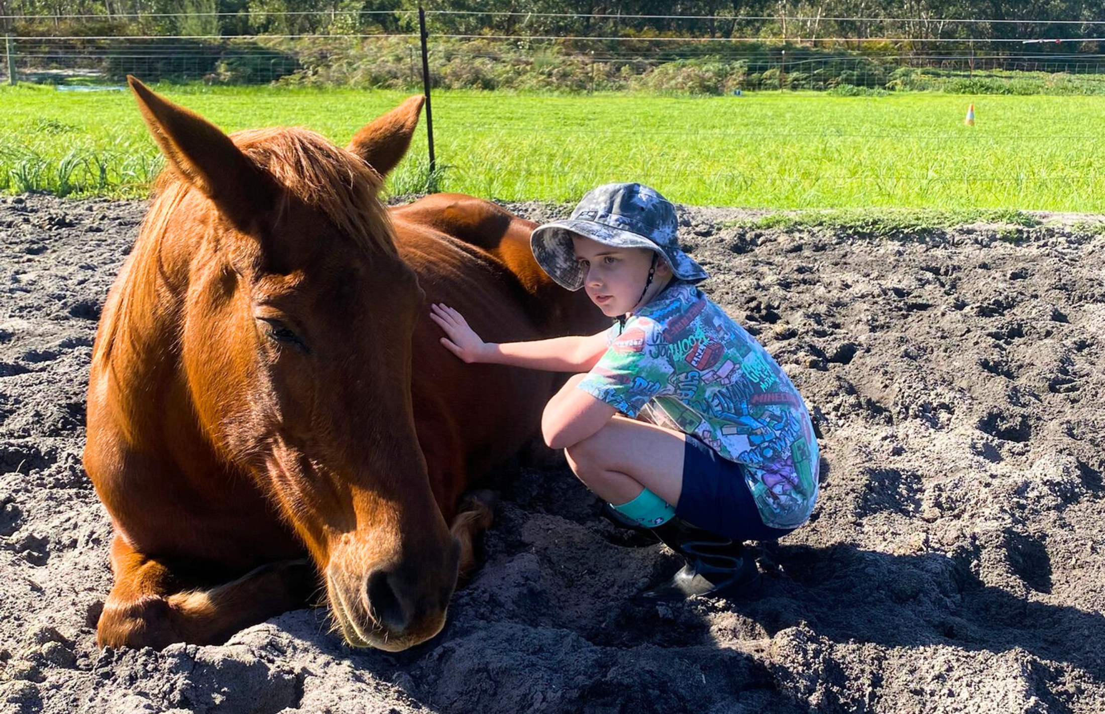Horse lay down and child patting it